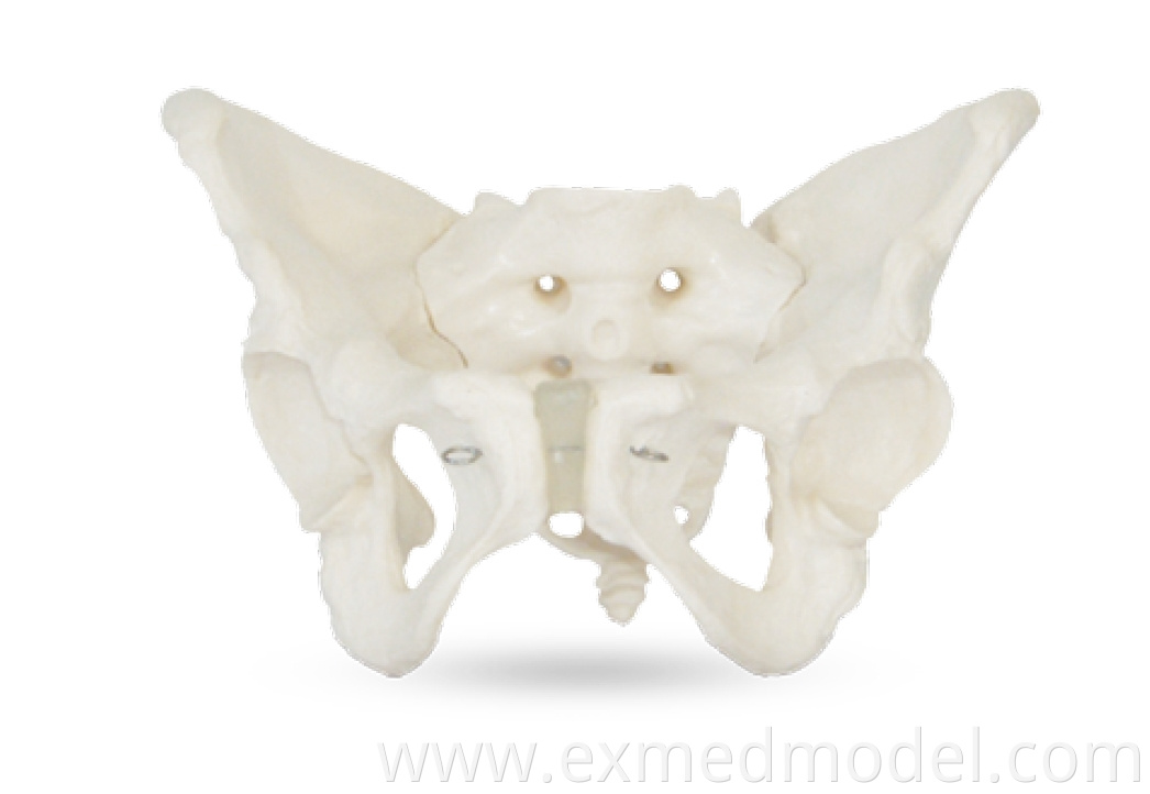 Adult Female Pelvis